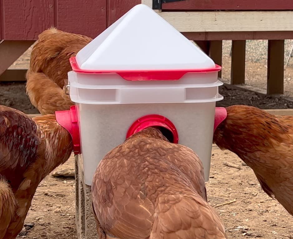 10lb Chick2Chicken BPA-Free 4-Port Chicken Feeder - Image 5