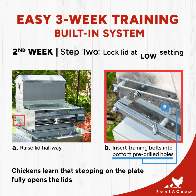 40lb Automatic Metal Treadle Chicken Feeder - Outdoor Use, Rainproof - Image 7