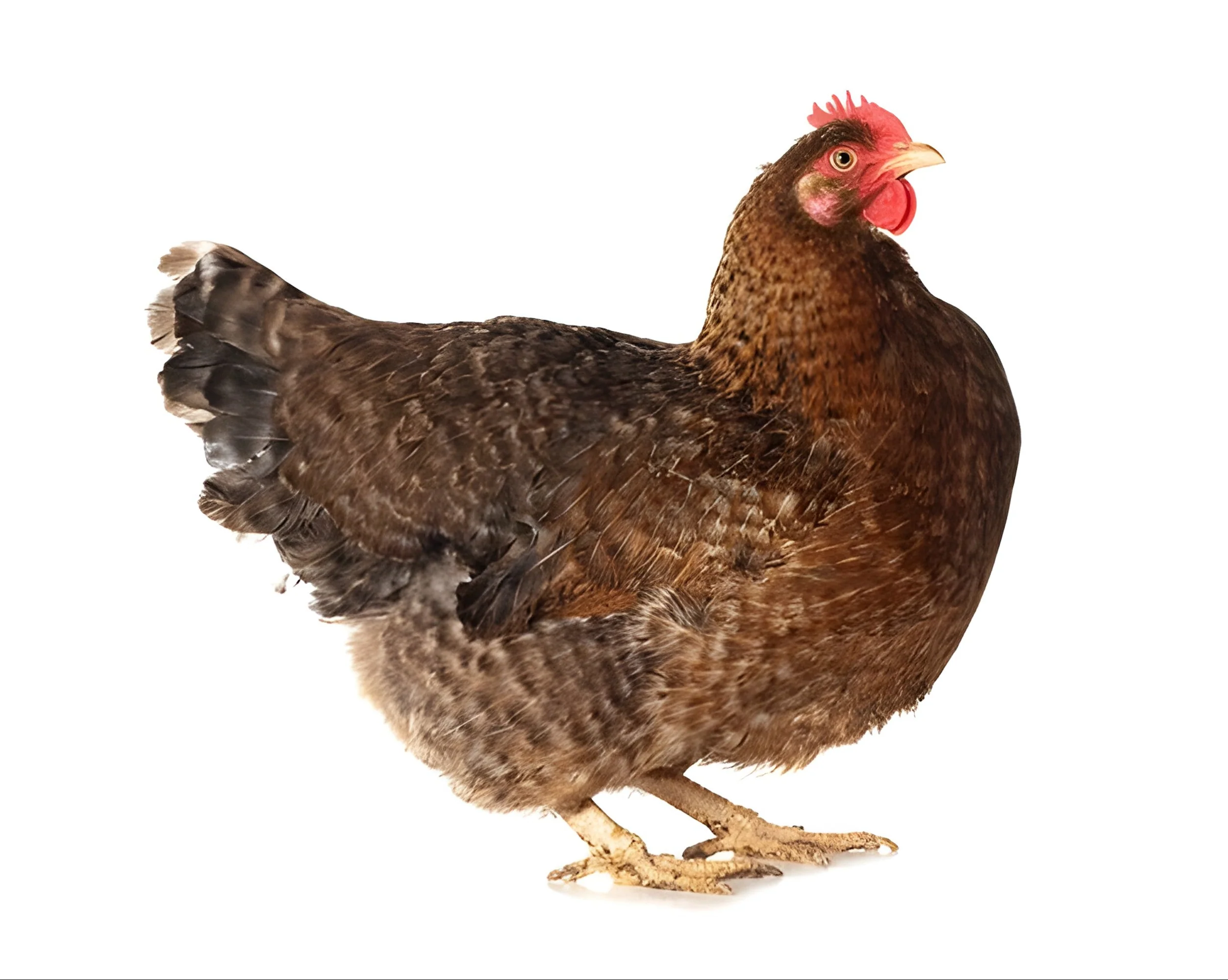 Bielefelder