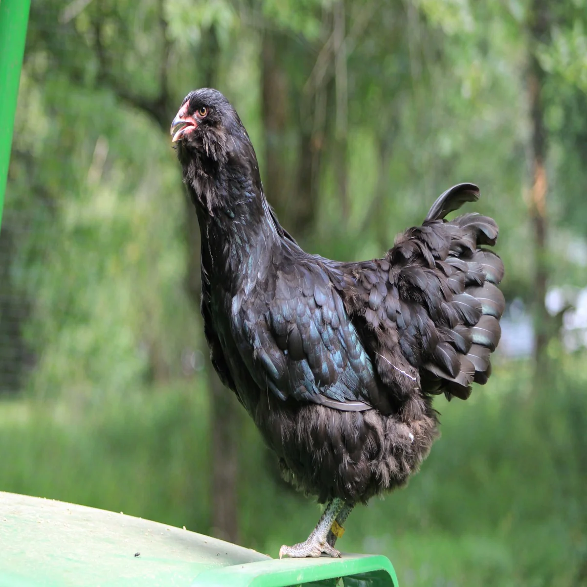 Black Ameraucana - Image 5