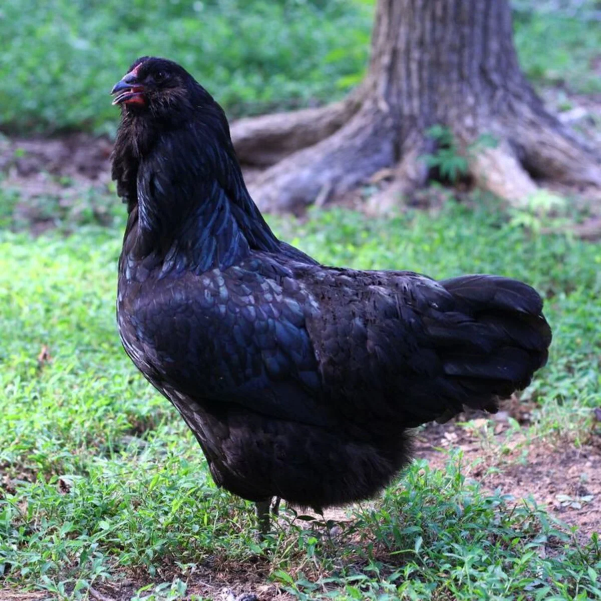 Black Ameraucana - Image 6