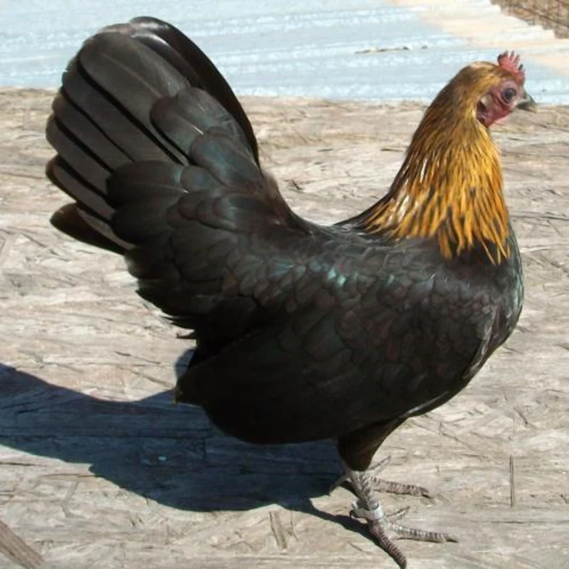 Black Breasted Brown Red Standard Old English - Image 2