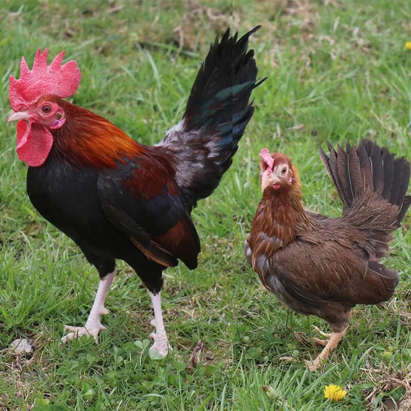 Black Breasted Red Old English Game Bantam - Image 2