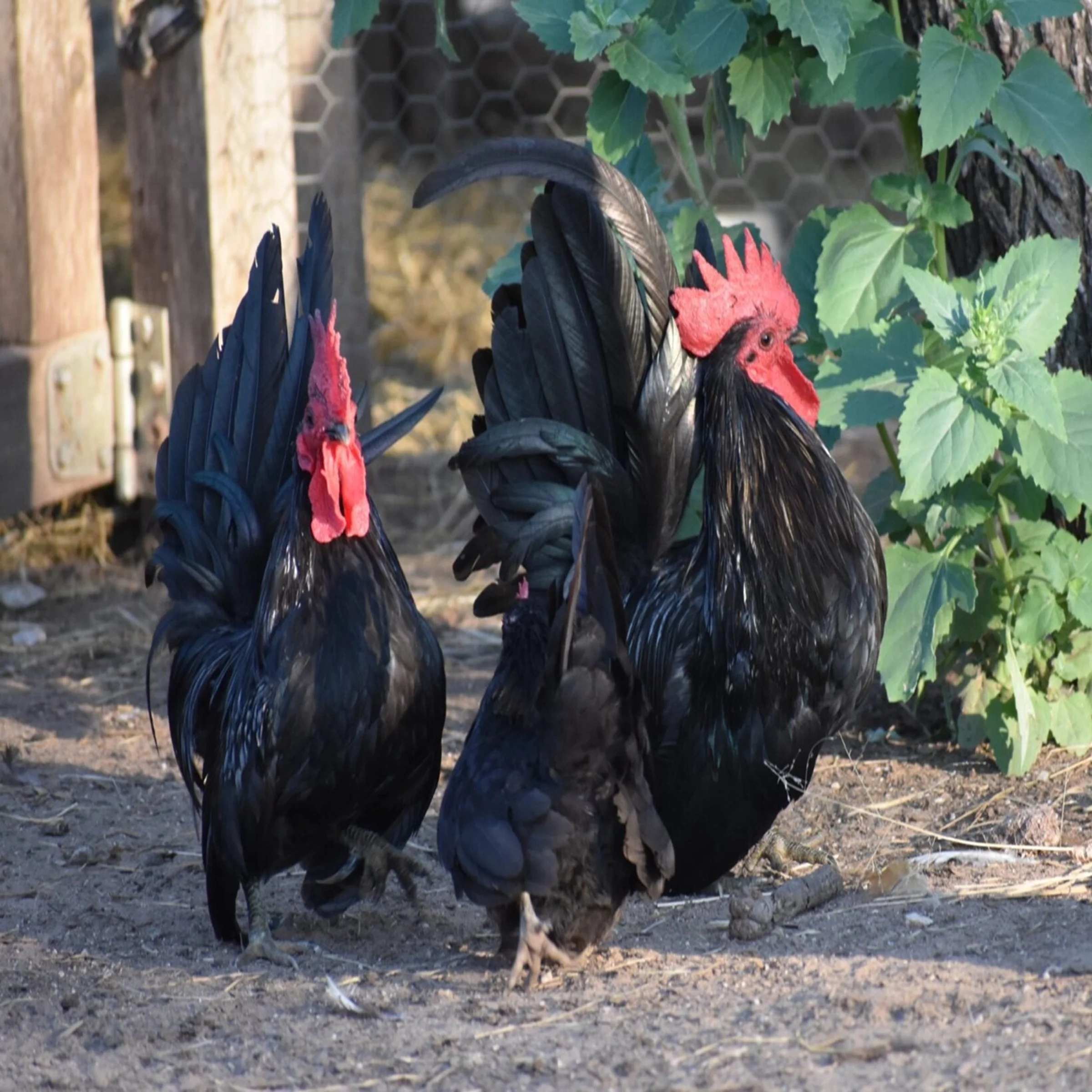 Black Japanese Bantam - Image 3