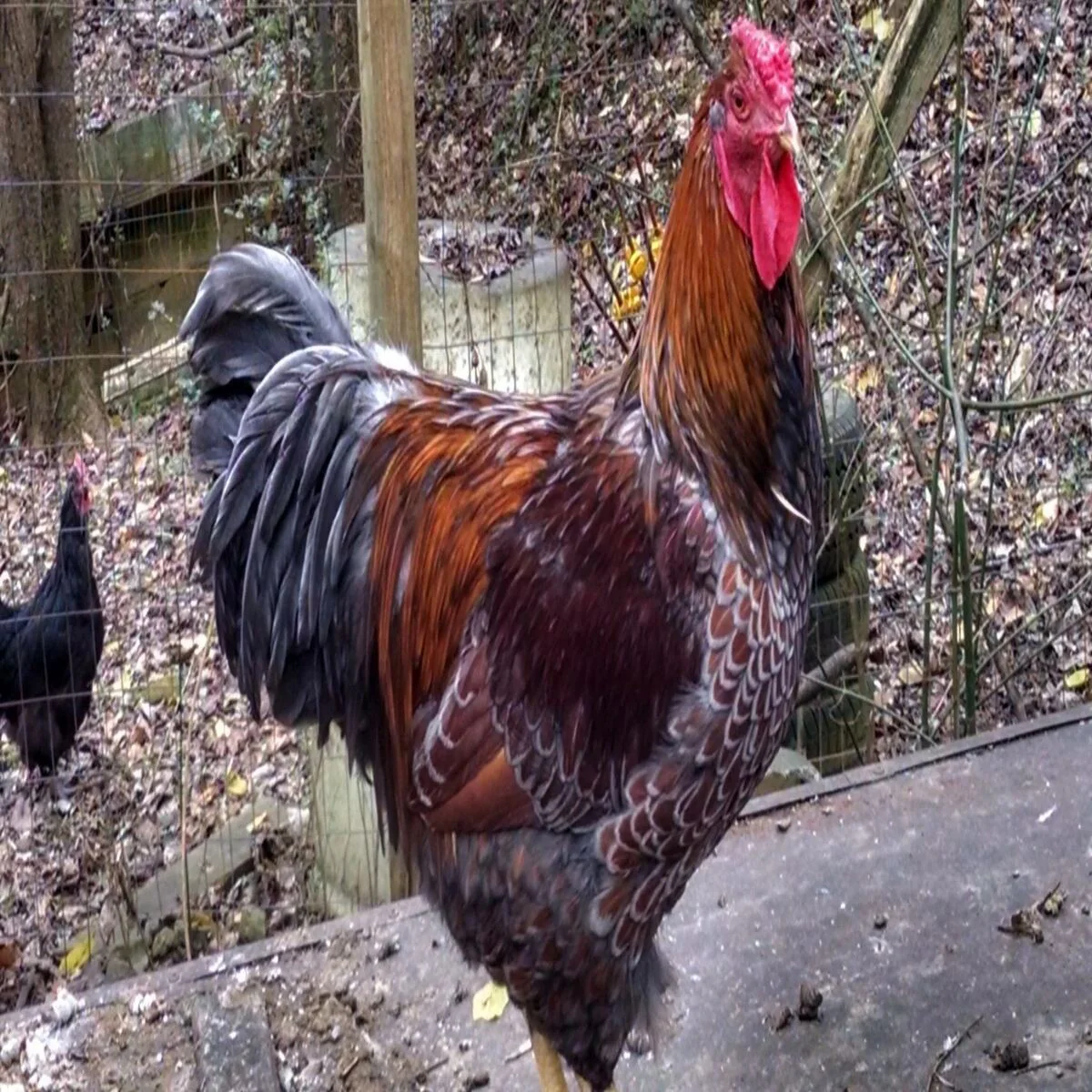 Black Laced Red Wyandotte - Image 2