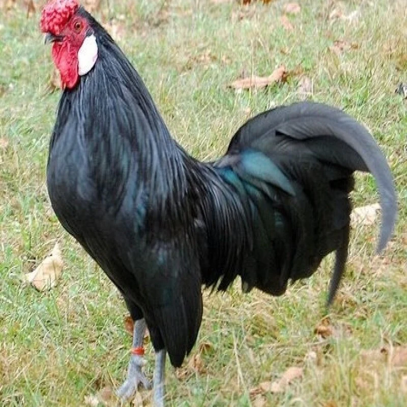 Black Rosecomb Bantam - Image 3