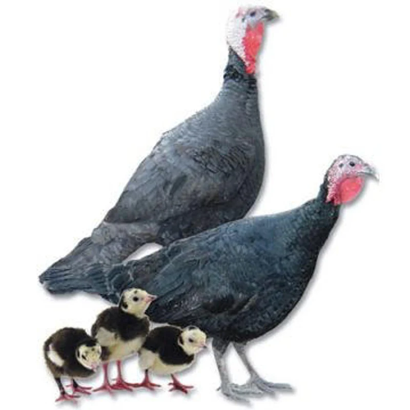 Black Slate Turkey - Image 4