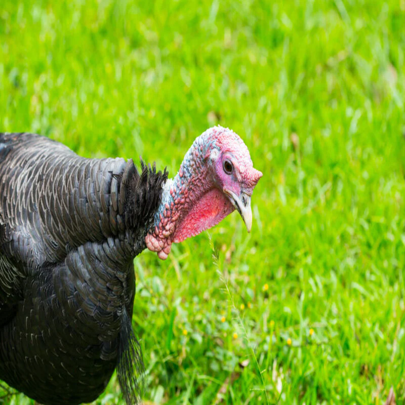Black Slate Turkey - Image 5