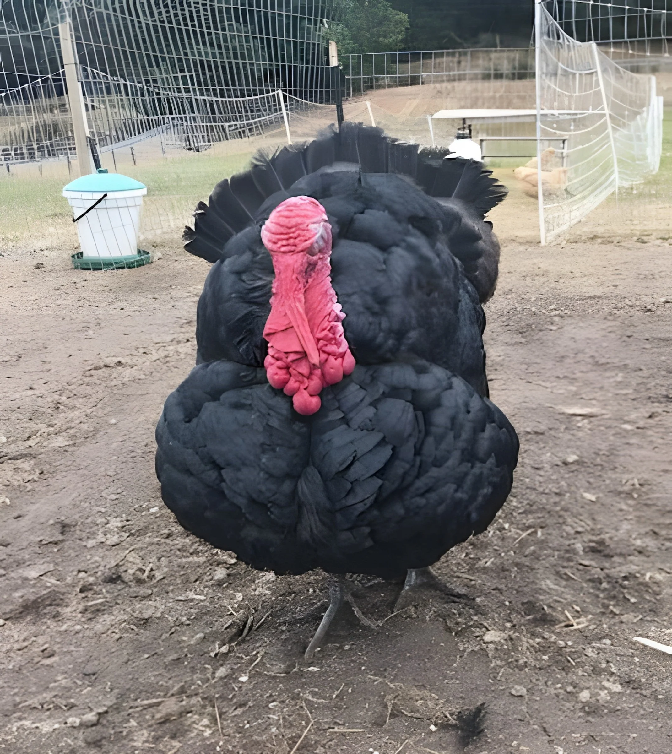 Black Spanish Turkey - Image 5