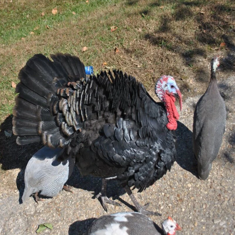 Black Spanish Turkey - Image 6
