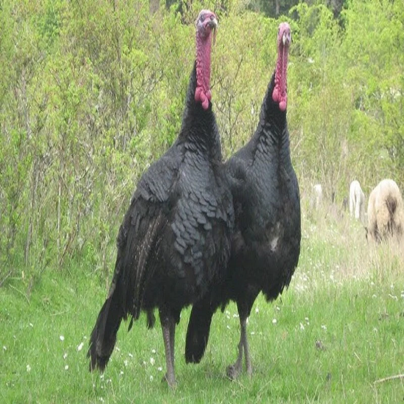 Black Spanish Turkey - Image 7