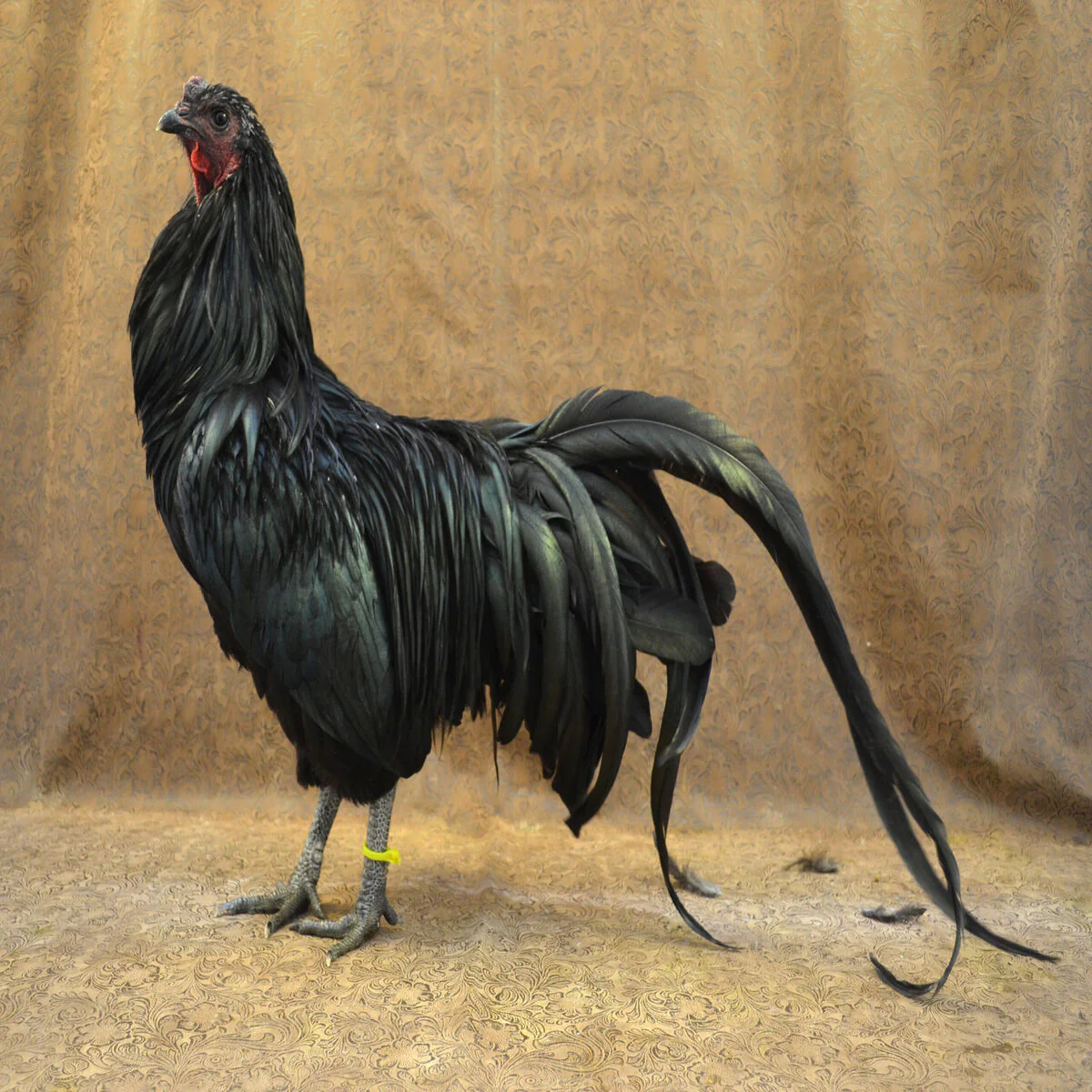 Black Sumatra