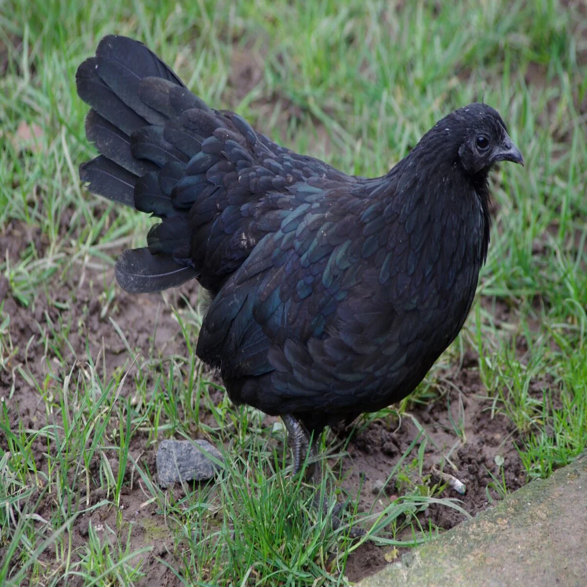 Black Sumatra - Image 2