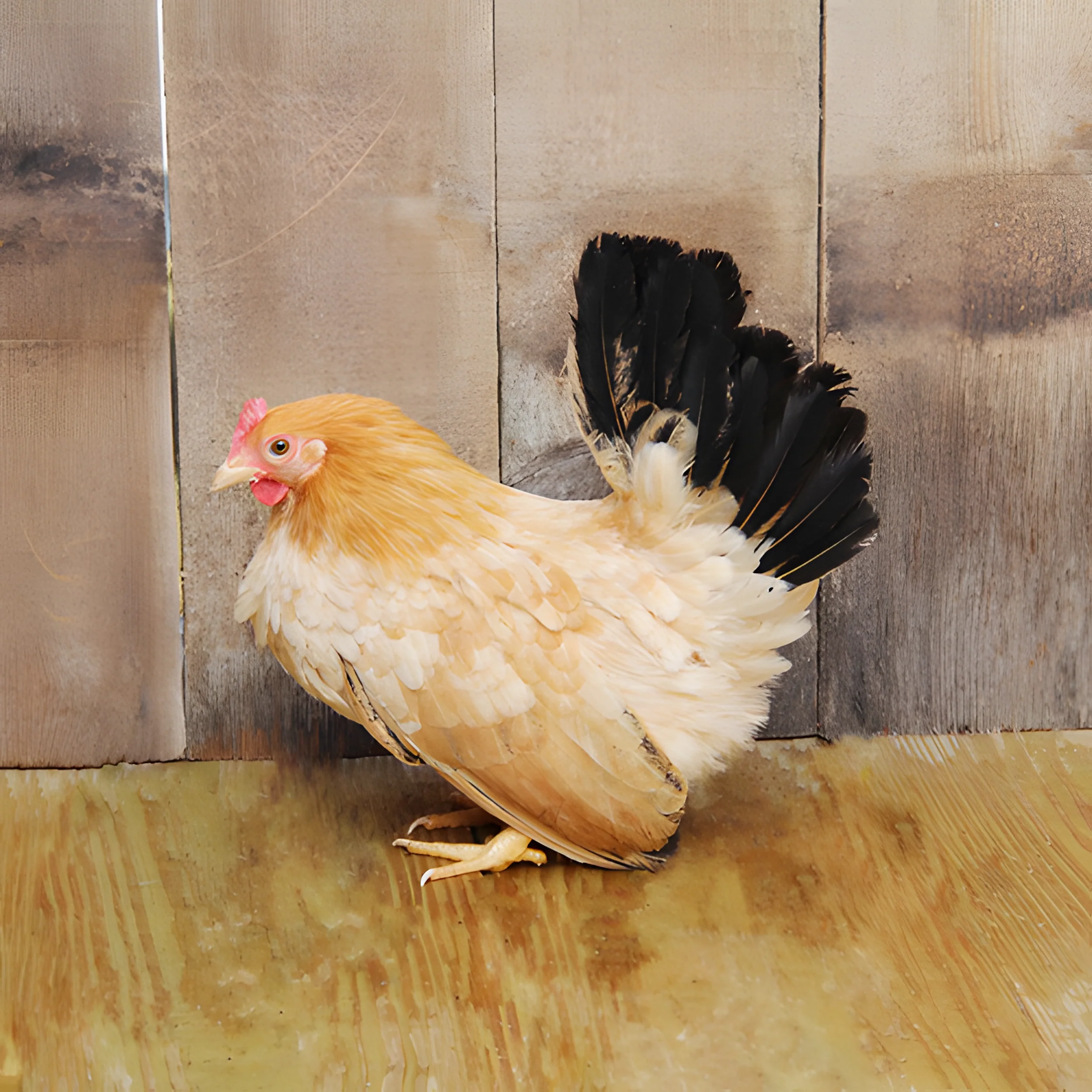 Black Tailed Buff Japanese Bantam - Image 3
