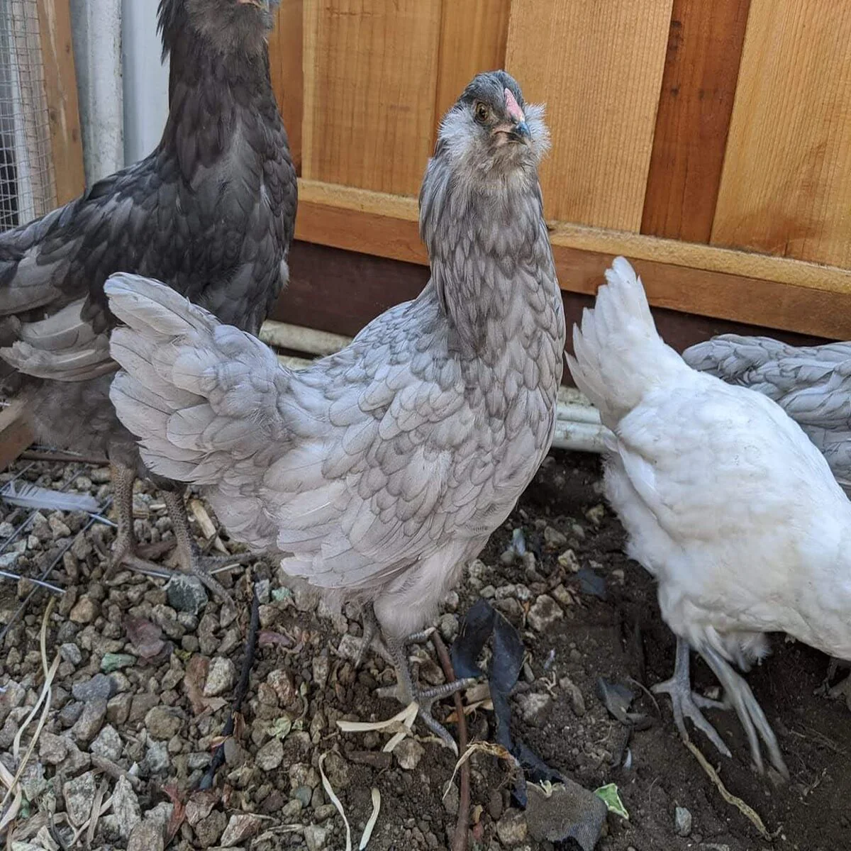 Blue Ameraucana - Image 7