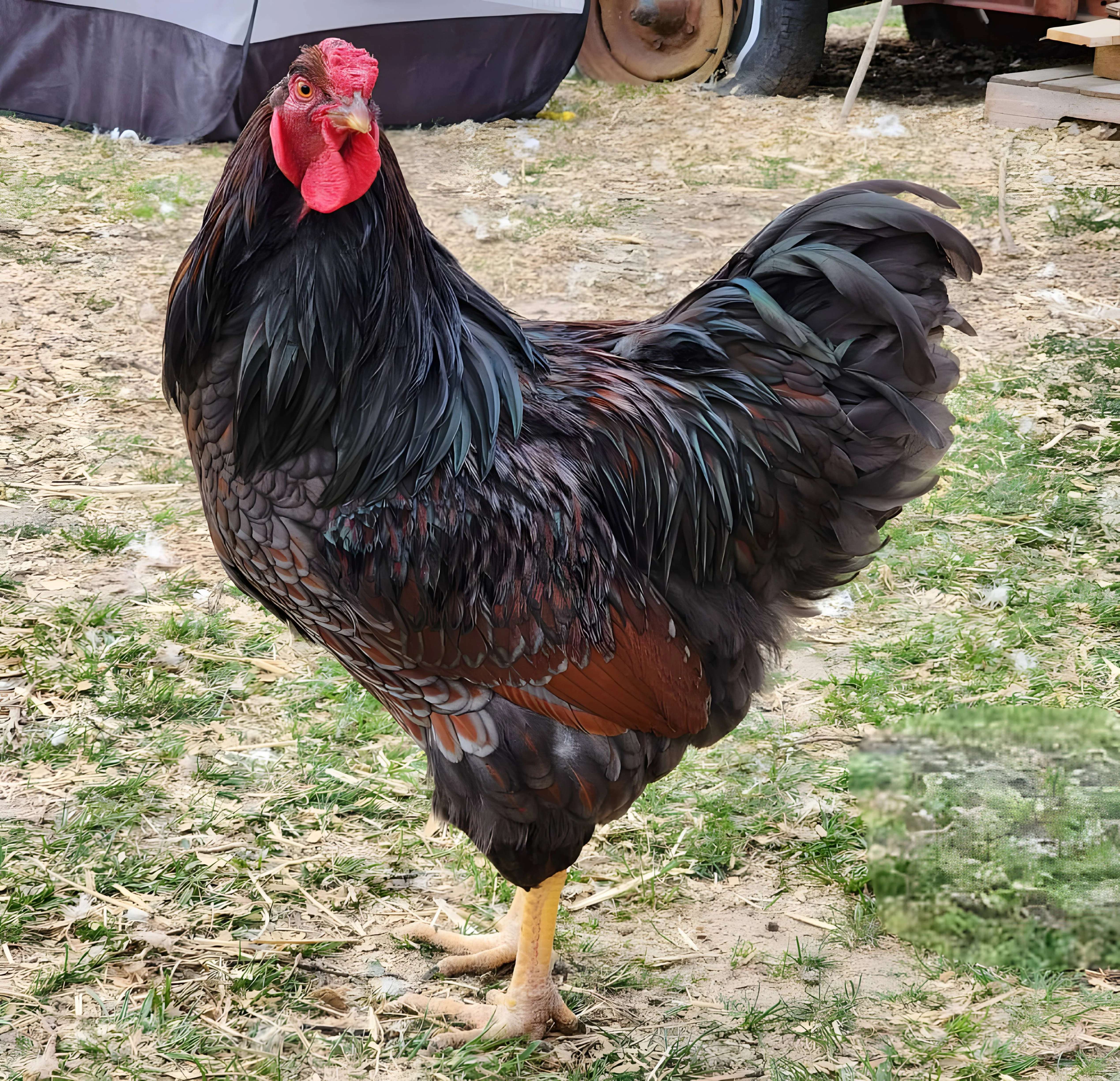 Blue Laced Red Wyandottes