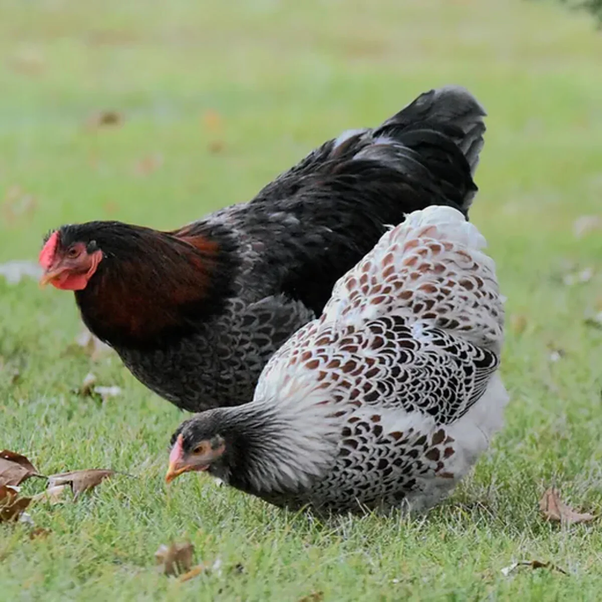 Blue Laced Red Wyandottes - Image 2