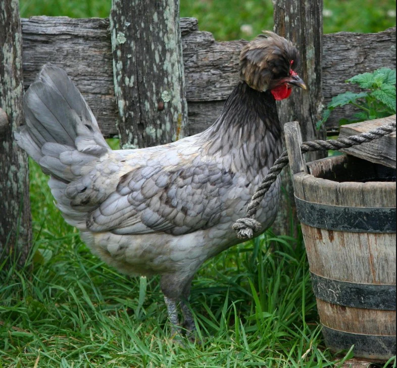 Blue Polish Chicken - Image 3