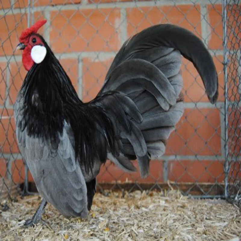 Blue Rosecomb Bantam - Image 3