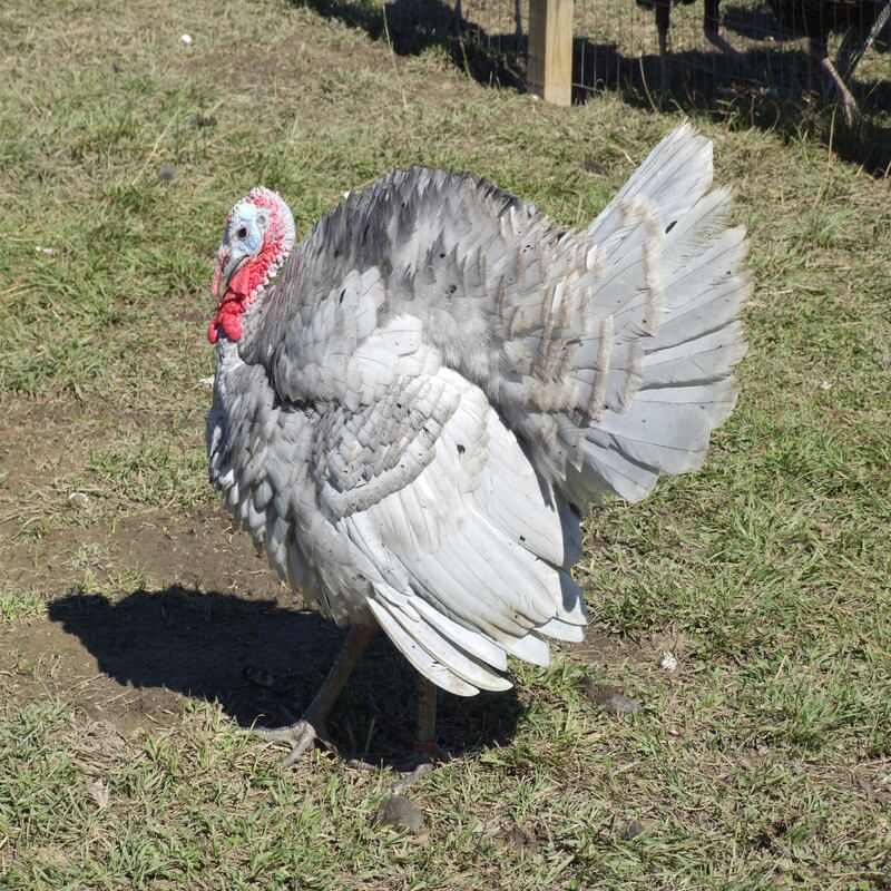Blue Slate Turkey - Image 5