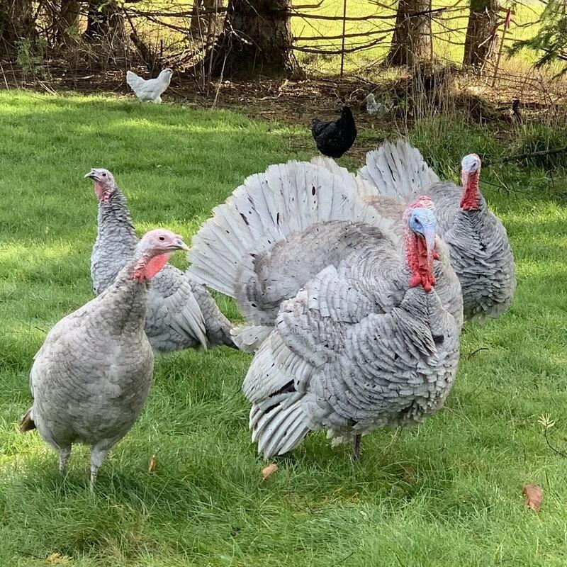 Blue Slate Turkey - Image 6