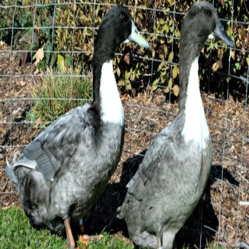 Blue Swedish Ducks - Image 3