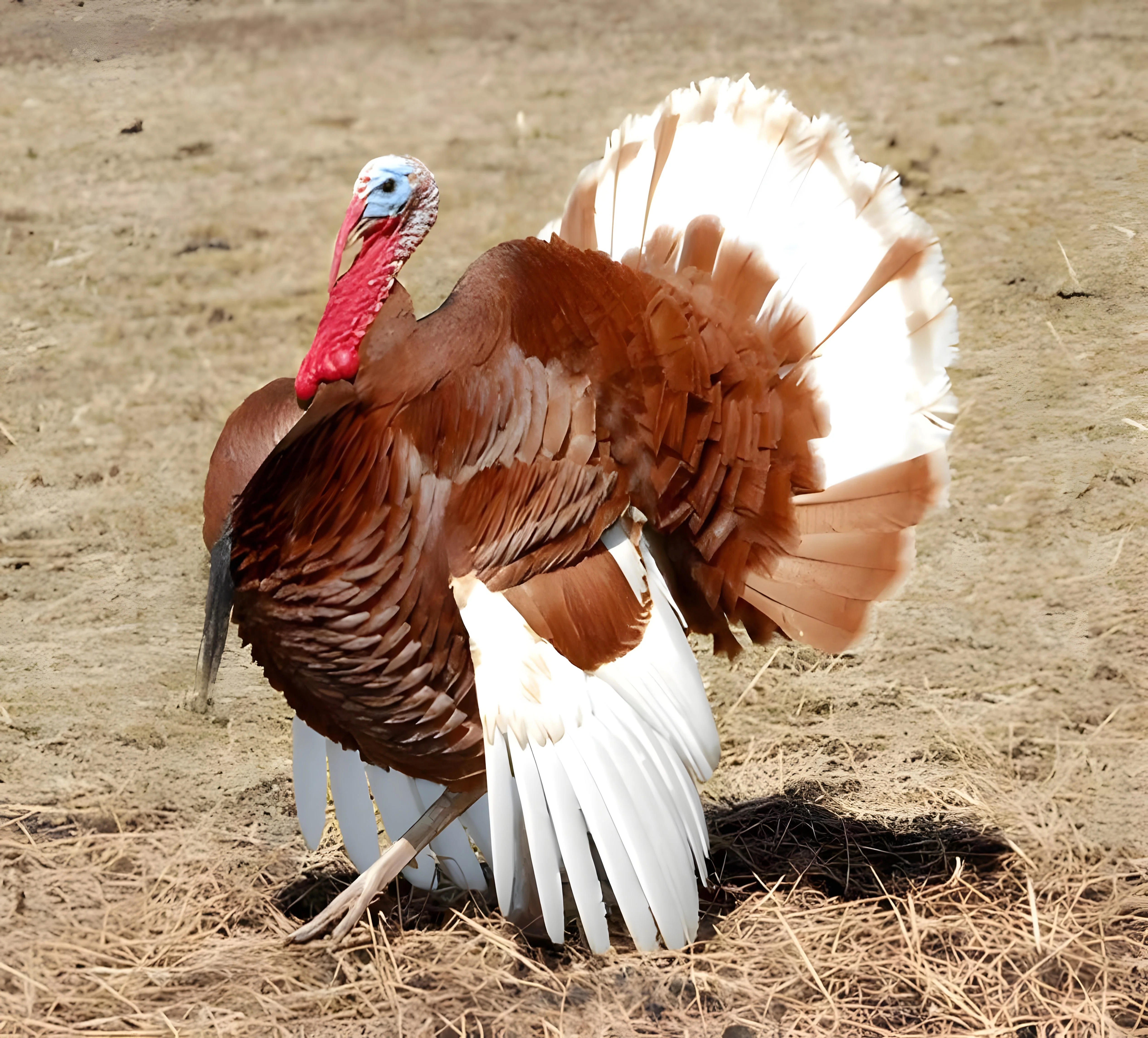 Bourbon Red Turkey - Image 5