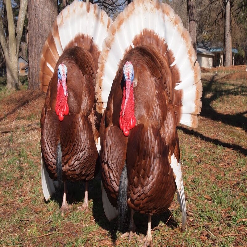 Bourbon Red Turkey - Image 6