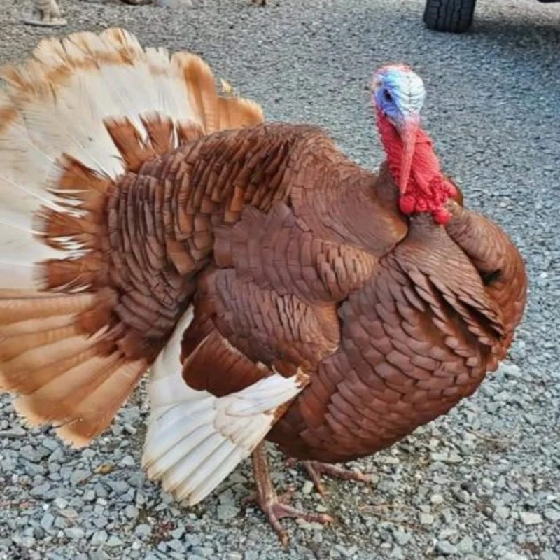 Bourbon Red Turkey - Image 7