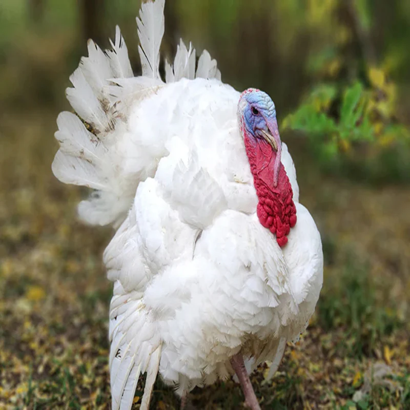 Broad Breasted White Turkey - Image 5