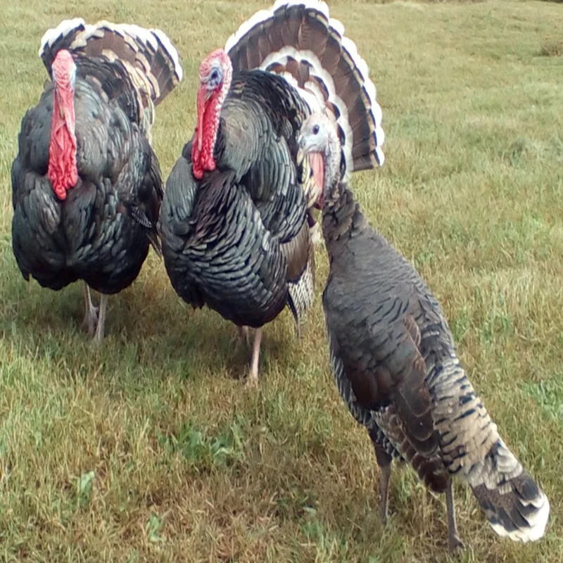 Bronze Heritage Standard Turkey - Image 5