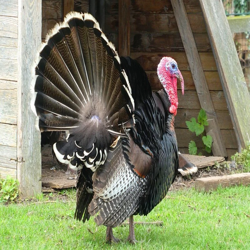Bronze Heritage Standard Turkey - Image 6