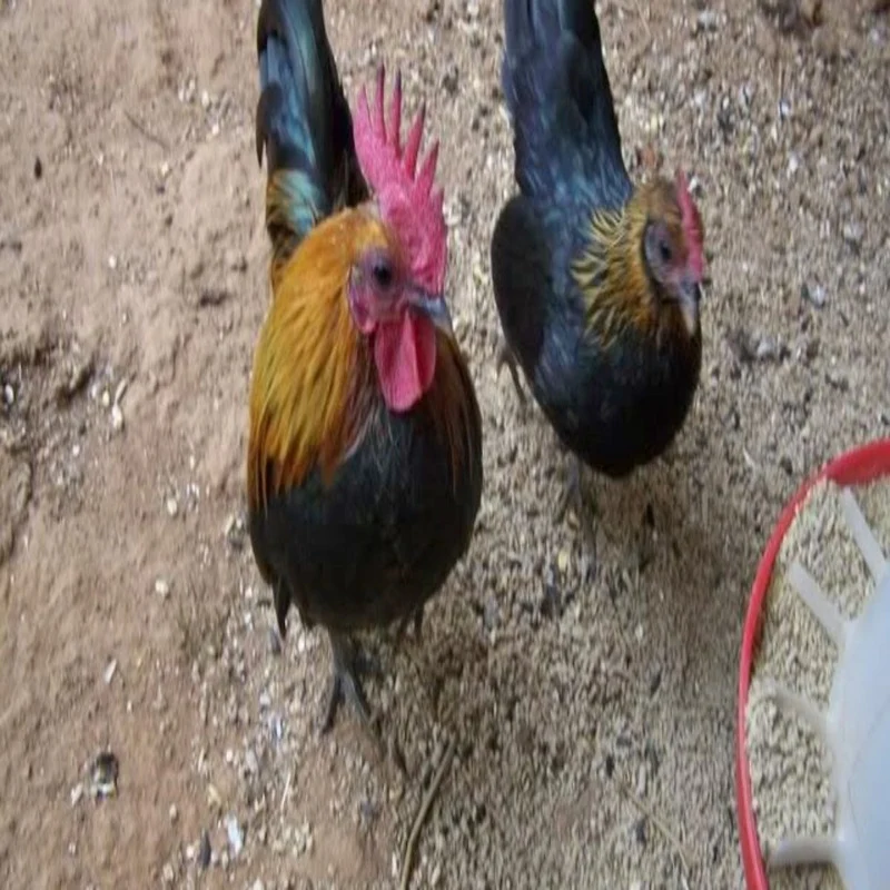Brown Red Old English Game Bantam - Image 3