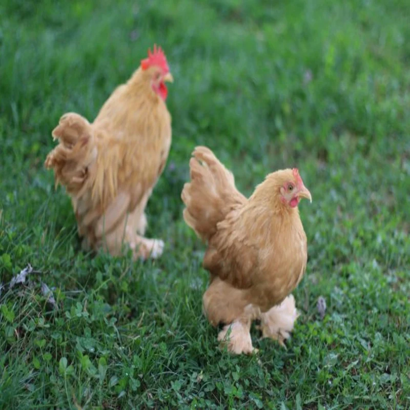 Buff Cochin Bantam - Image 3