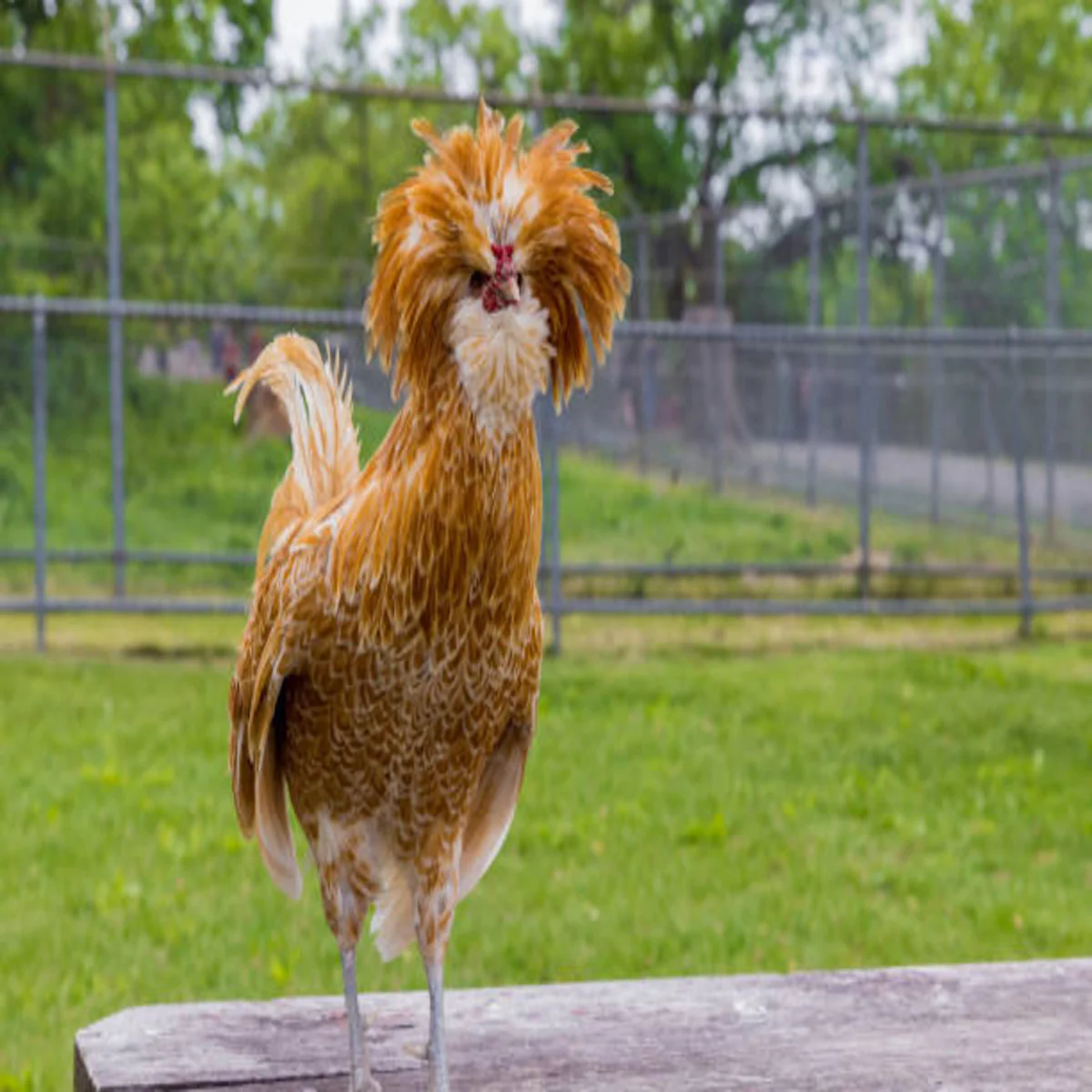 Buff Laced Polish Chicken - Image 3