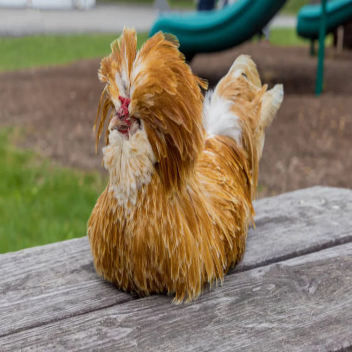 Buff Laced Polish Chicken - Image 4