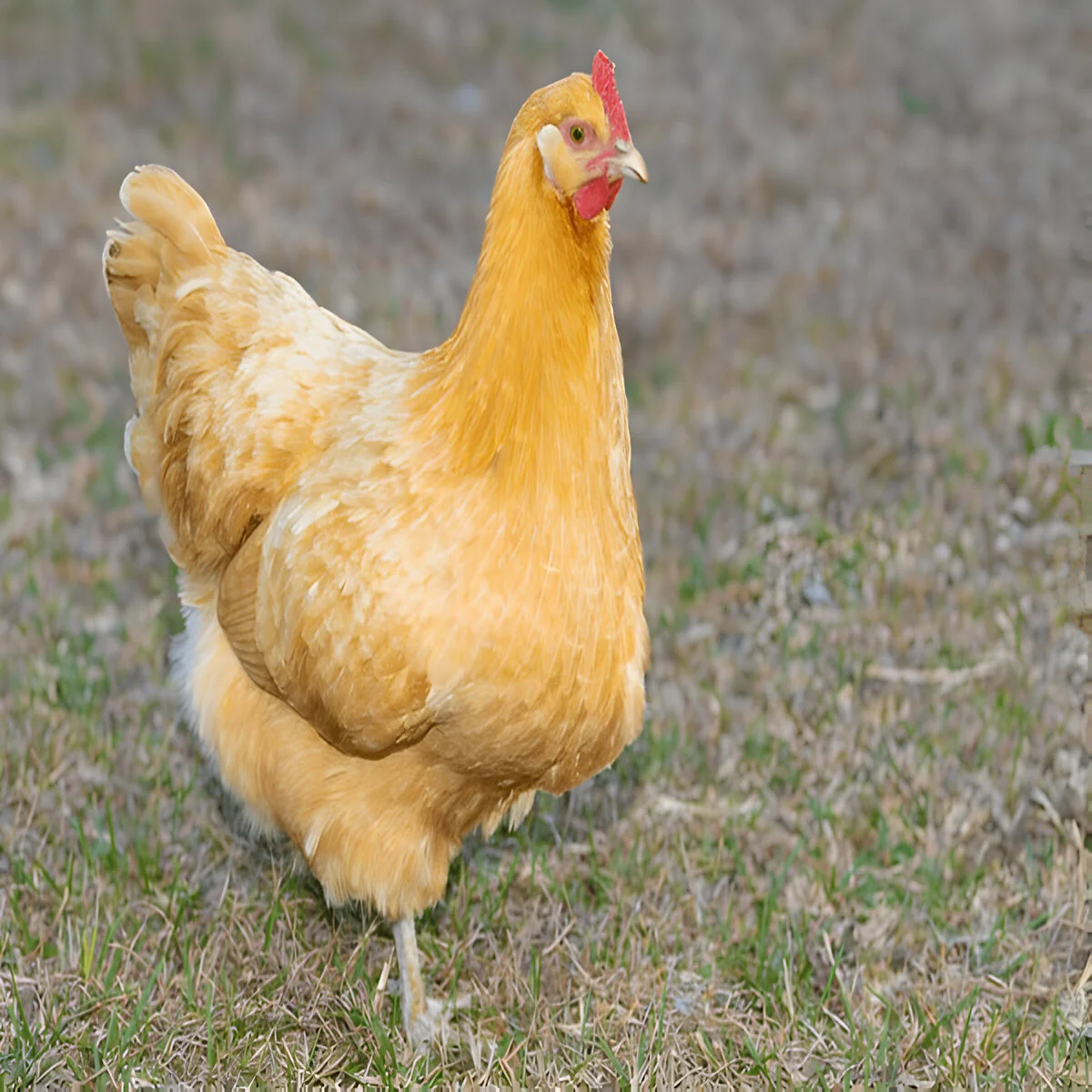 Buff Orpington - Image 2