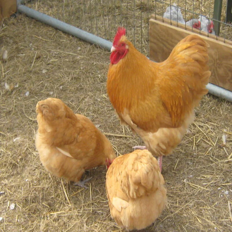 Buff Orpington Bantam - Image 2