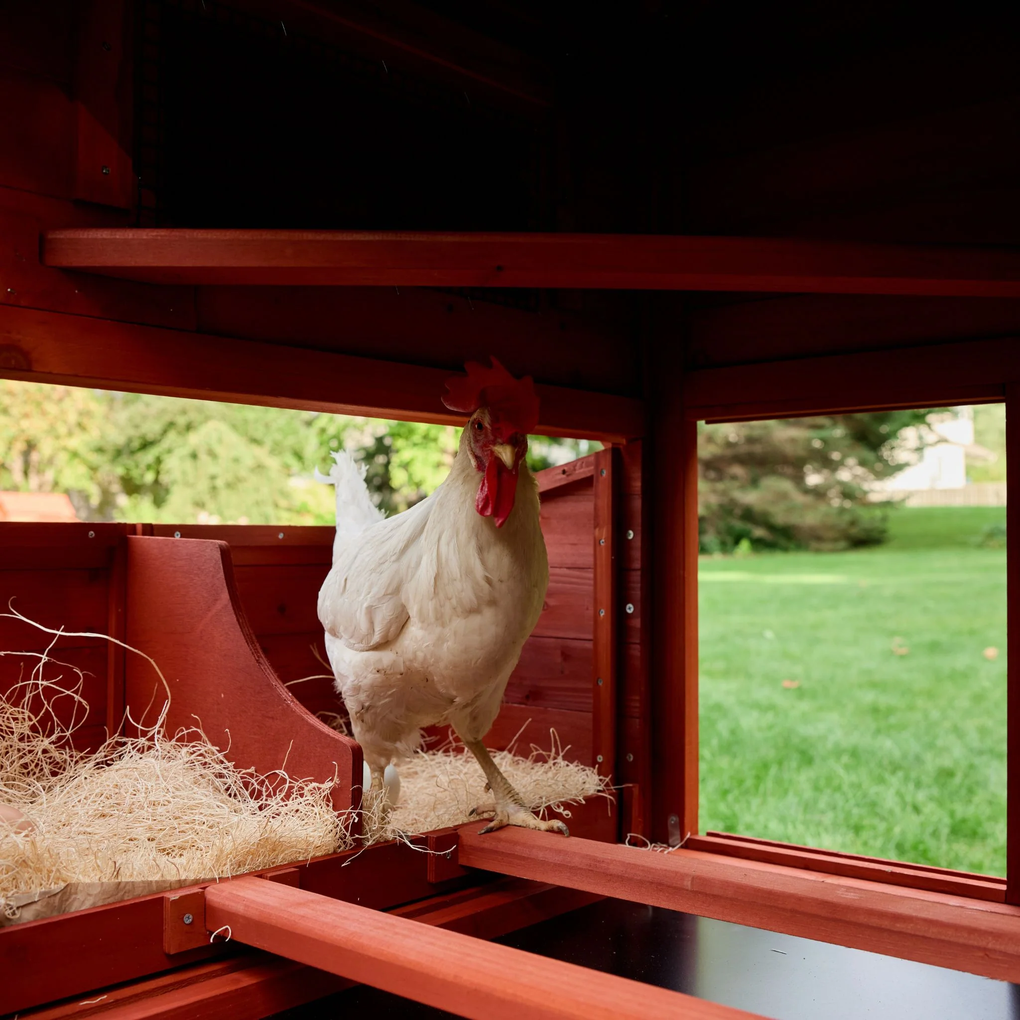 BUNDLE: Orpington Lodge Chicken Coop + Run Extension + Run Roof - Image 11