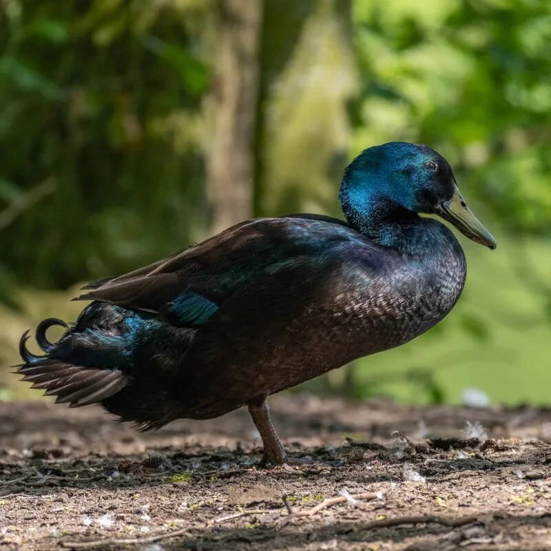 Cayuga Ducks - Image 3