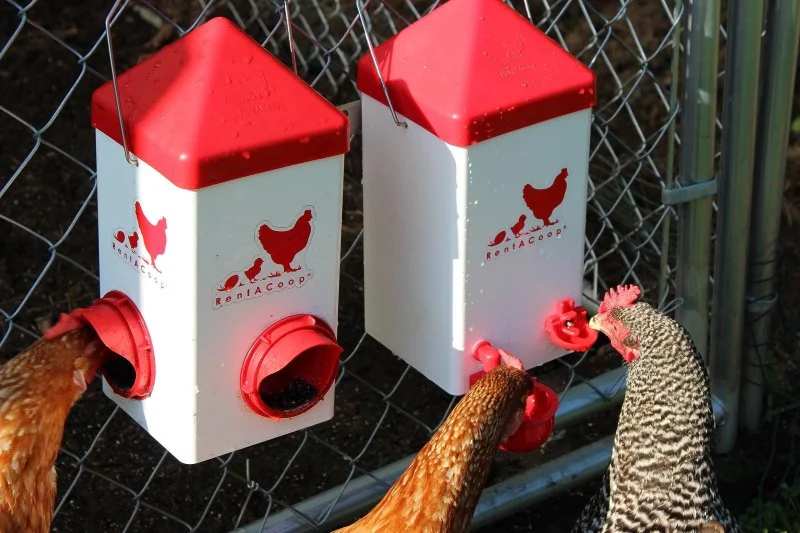 Chick2Chicken 5lb 2-Port Chicken Feeder and 1-Gal Small Cage Waterer Set - Image 3
