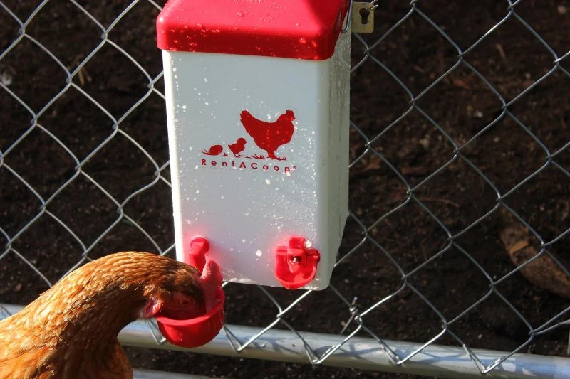 Chick2Chicken 5lb 2-Port Chicken Feeder and 1-Gal Small Cage Waterer Set - Image 4