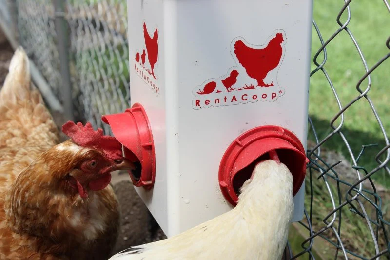 Chick2Chicken 5lb 2-Port Chicken Feeder and 1-Gal Small Cage Waterer Set - Image 5