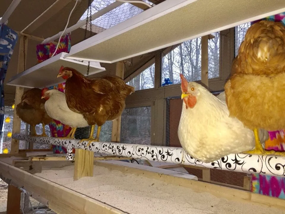 Chicken Coop Heater - Energy Efficient Radiant Heat - 3 Year Warranty - Image 4