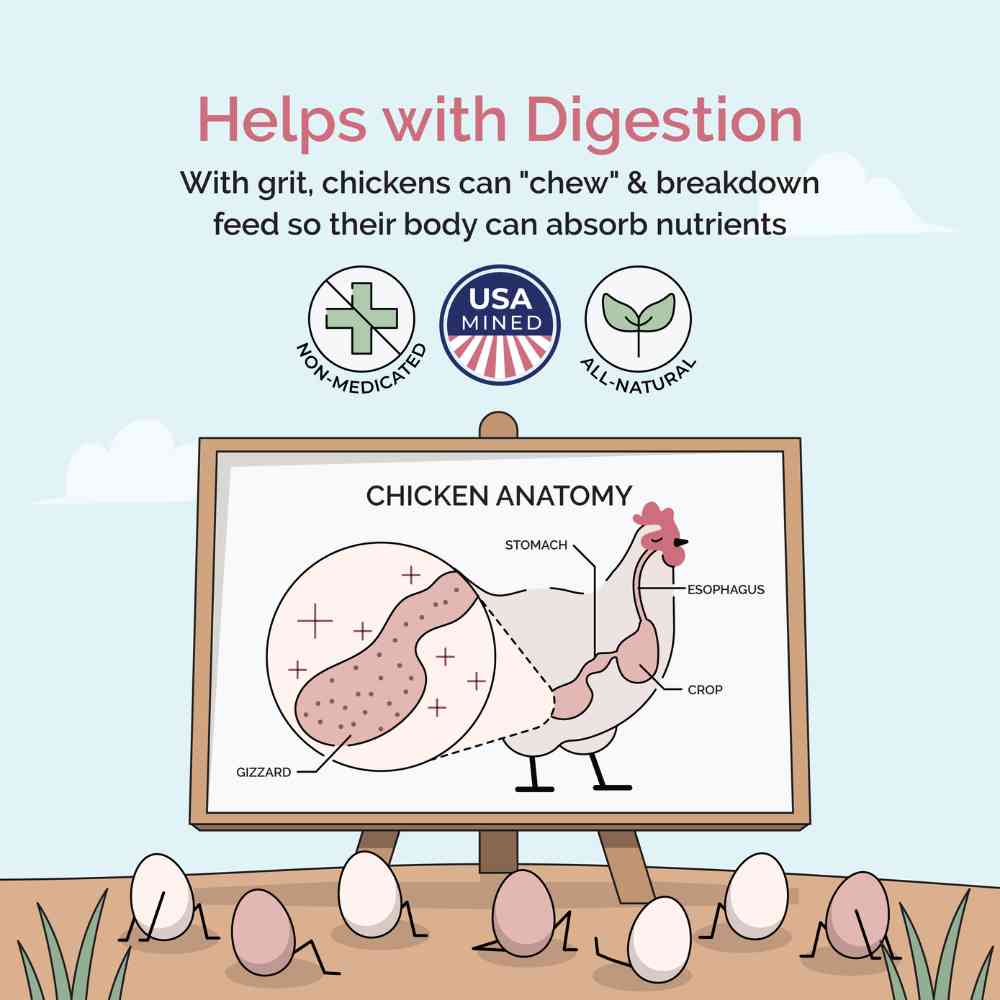 Chicken Grit - Image 7