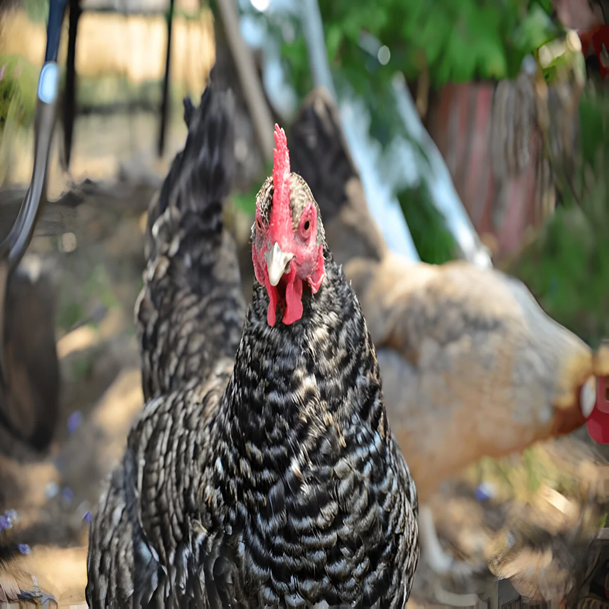 Cuckoo Marans - Image 3