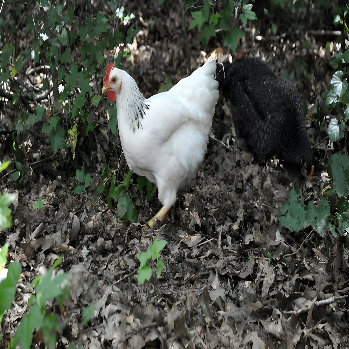 Columbian Rock - Image 2