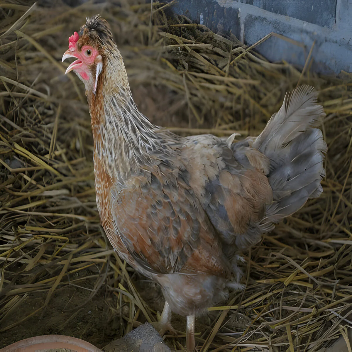 Cream Legbar - Image 2