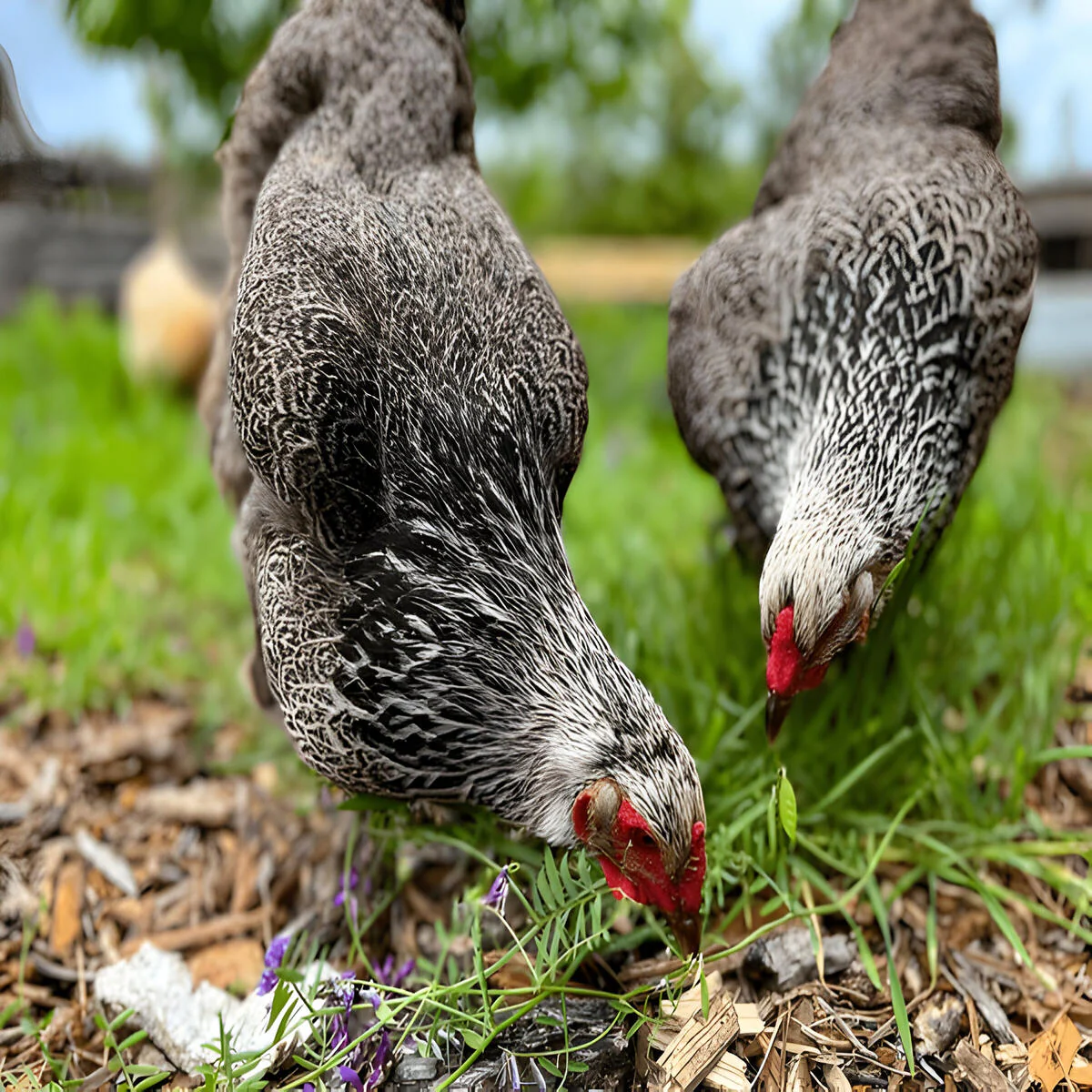 Dark Brahma Chicken - Image 3