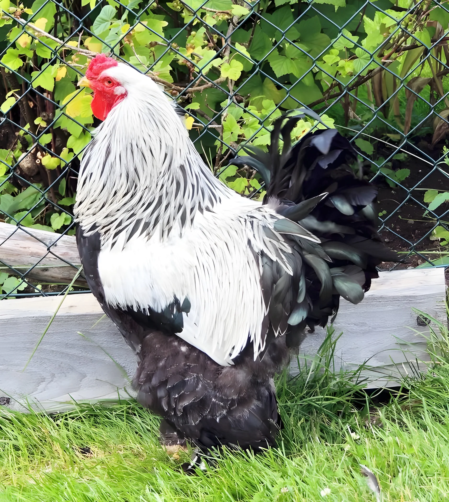 Dark Brahma Chicken - Image 4